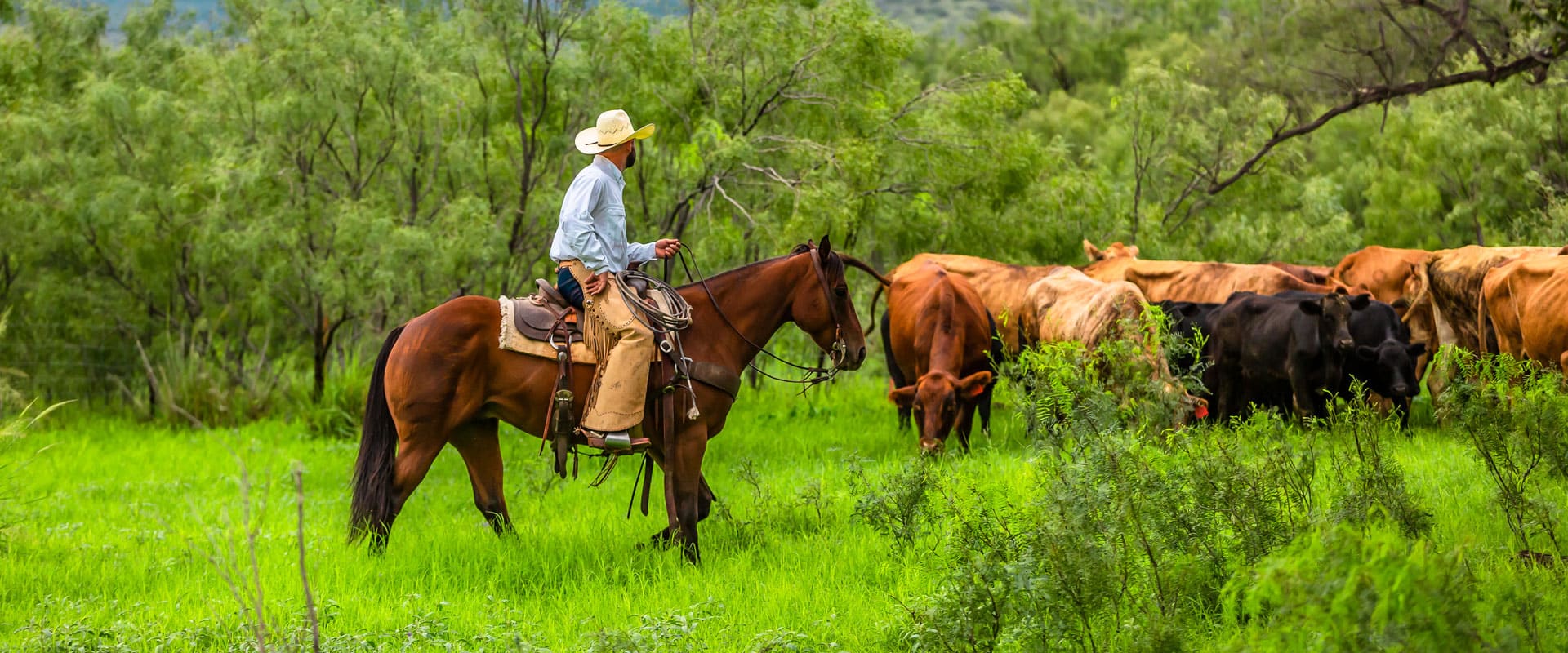 man on horse in the woods